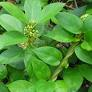 Gymnema Sylvestre